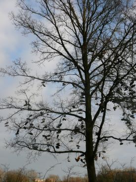 schoenen in boom, park Wezenlanden Zwolle